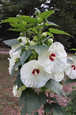 Hibiscus moscheutos 'Old Yella' - ibišek bahenní - v květu